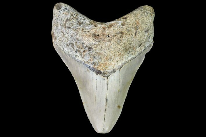 Fossil Megalodon Tooth - North Carolina #109528